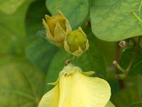 Gelbe Blüten an Büschen - Praslin